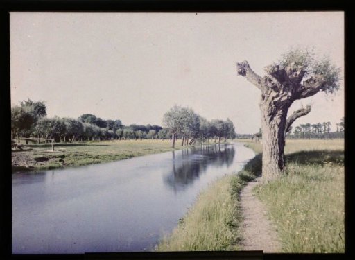 View of a Canal with Pollarded Willows