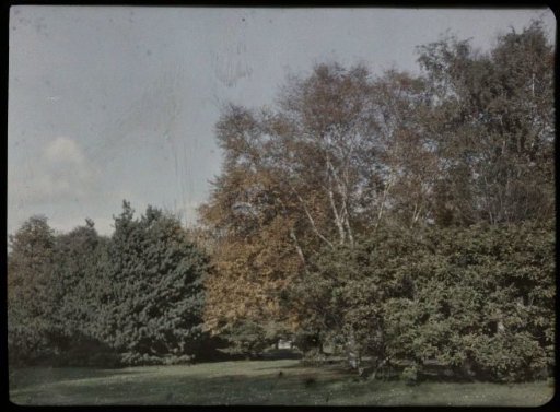Trees in a park, possibly the Wilhelminapark