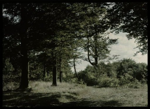 View in a forest