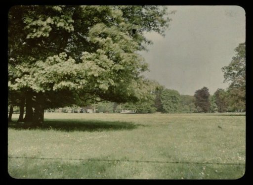 View over a meadow, with a flowering tree on the left
