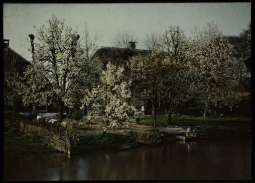 View of an orchard near a farmhouse