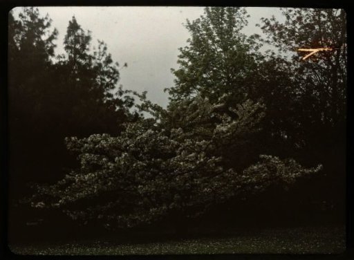 Flowering tree