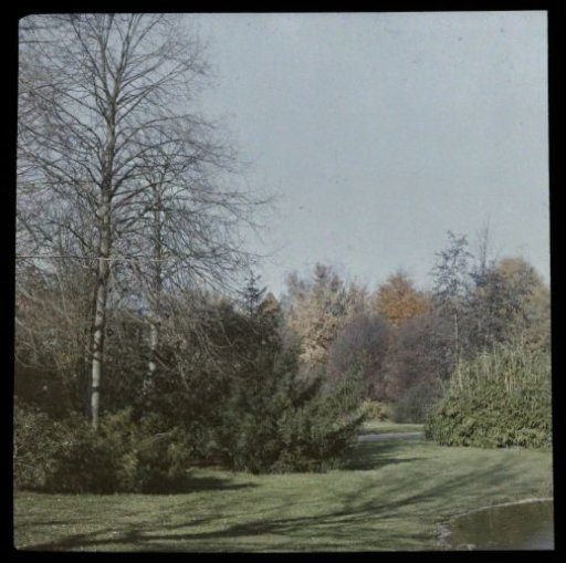 Trees along a forest path with a body of water in the Wilhelminapark, Utrecht