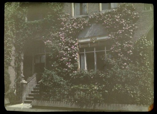 Rear of a house, covered with a flowering climbing rose