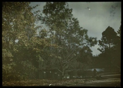 View in a park with a pond with ducks