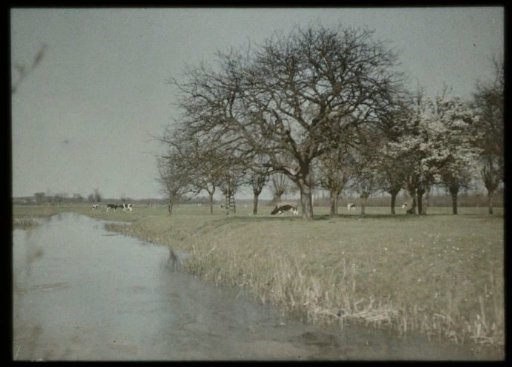 View of a canal and meadows with cows and trees