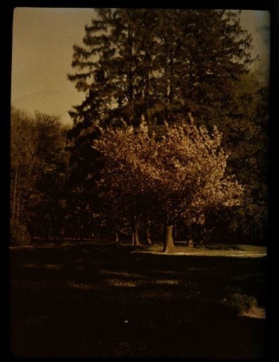 View in a park in autumn, with a tree in the sunlight