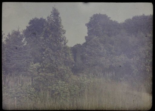 View in a forest