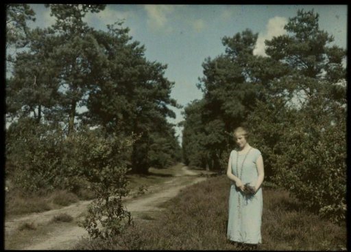 Fifi standing in a heath field, near a sand pit and a coniferous forest
