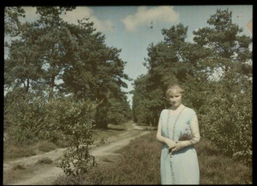 Fifi standing in a heath field, near a sand pit and a coniferous forest