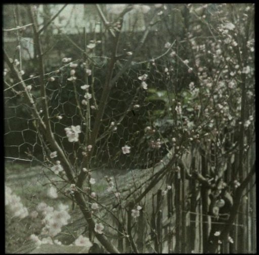 Blossom branches near a fence and mesh