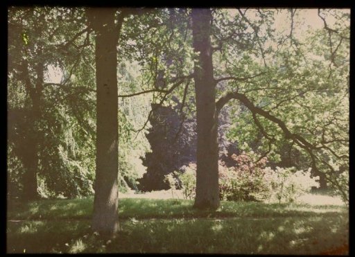 View of a Forest