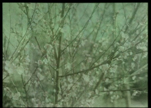 Blossom Branches