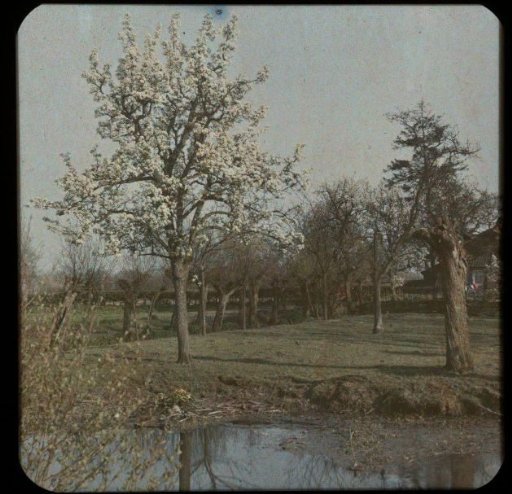 View of trees at the edge of water, one of which is in bloom