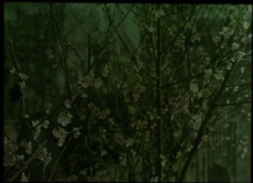Blossom Branches