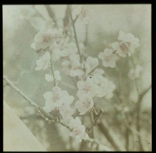 Blossom Branch