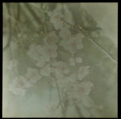 Blossom Branch
