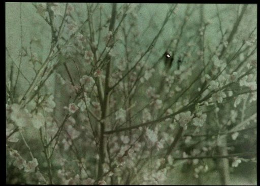 Blossom Branches