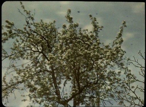 Crown of a Tree with Blossoms