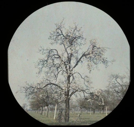 View of an Orchard with Blossoming Trees