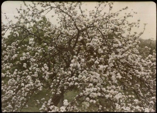 Tree with Blossoming Flowers