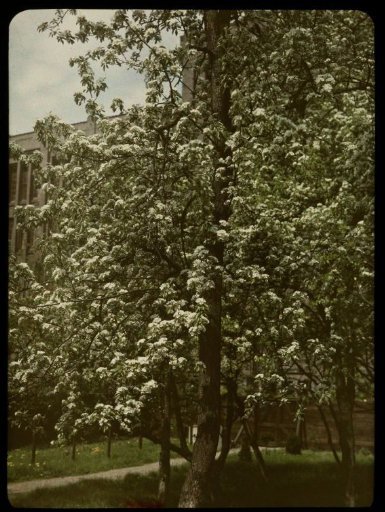 Blossoming Tree in the Moreelsepark in Utrecht