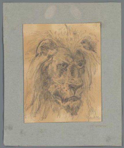 Head of a lion