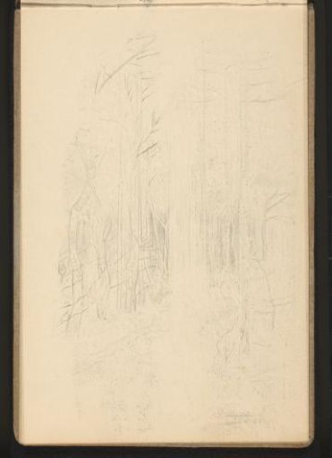 Forest landscape