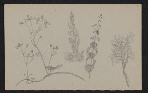 Composition with flowers and plants