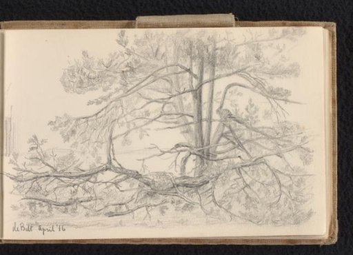 Tree in De Bilt