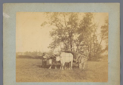 Ox cart in landscape