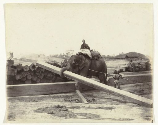 Elephant Dragging Wooden Beams