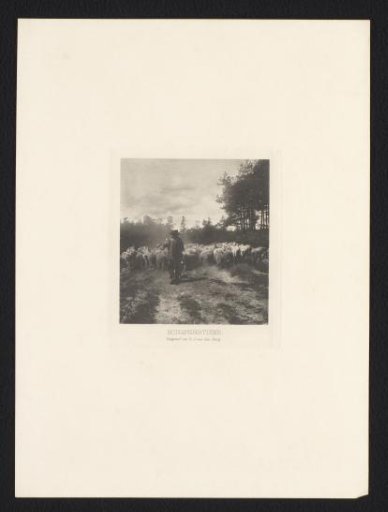 Shepherd with a flock of sheep