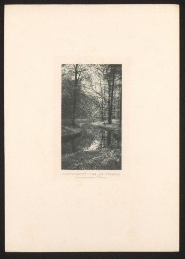Forest View near Lage Vuursche