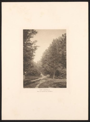Stream in a forest