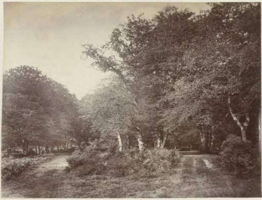Wooded landscape in Great Britain