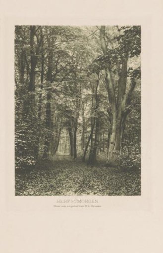 Wooded landscape