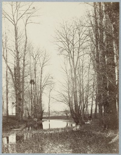 Forest Landscape