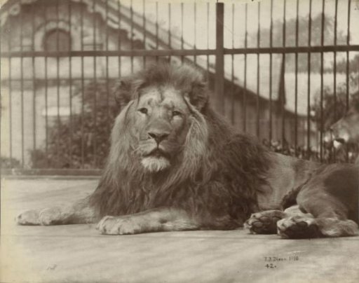 Lion in the London Zoo