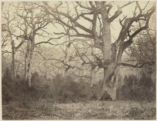 Forest landscape