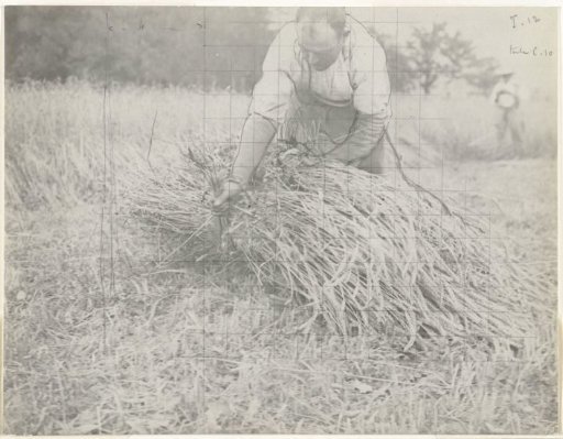 Boer die korenschoof bundelt