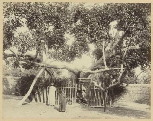 Tree of Mary, El Matareya