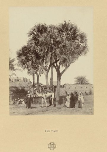 People under date palms, Egypt
