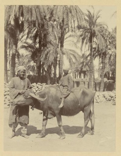 Boy on a buffalo, with a man beside him