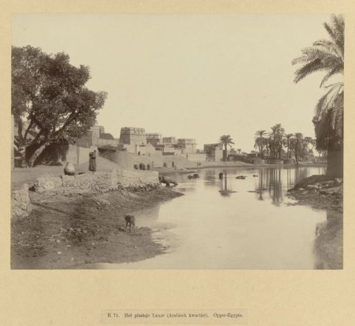 River with wading buffaloes on the outskirts of Luxor
