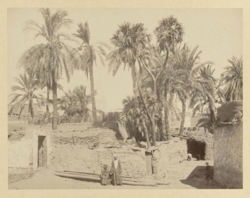 Village view near Luxor with palms