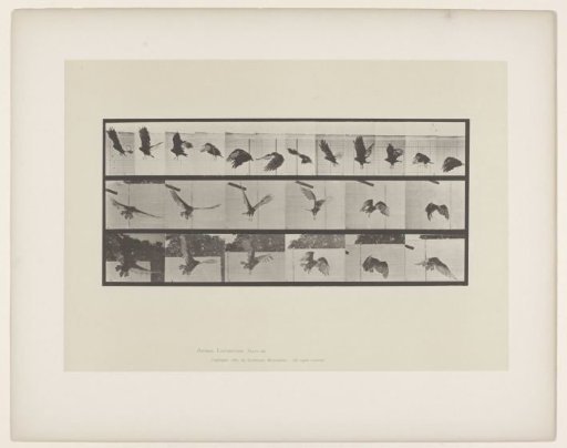 Flying Vulture