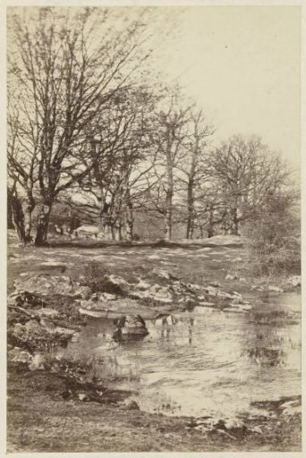 Forest landscape in Fontainebleau