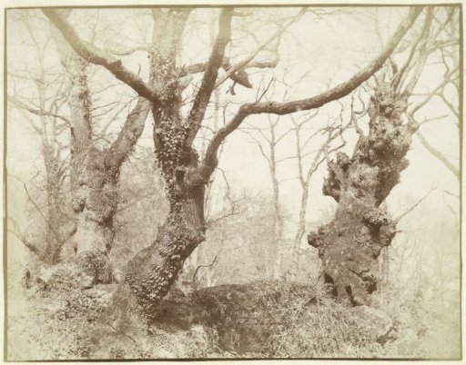 Tree study
