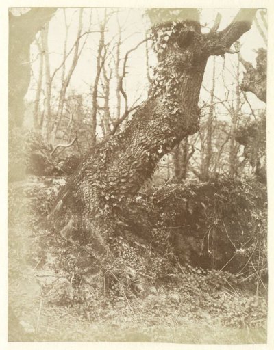 Tree study